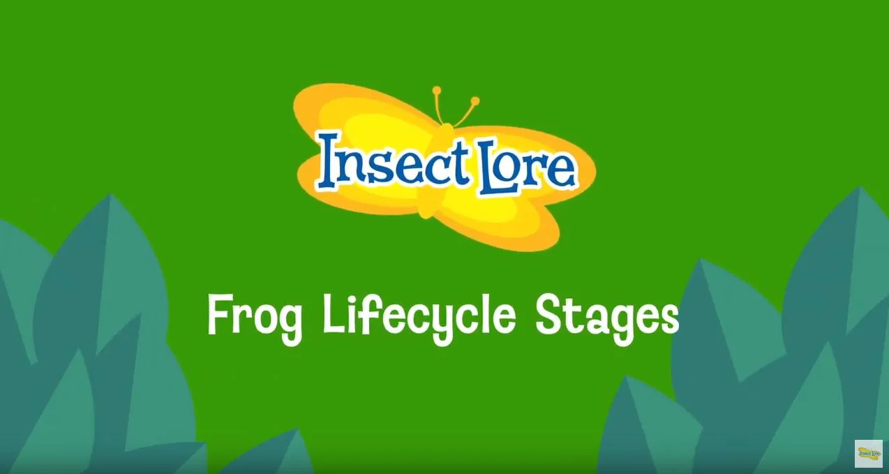 Frog Life Cycle Stages - Image 3