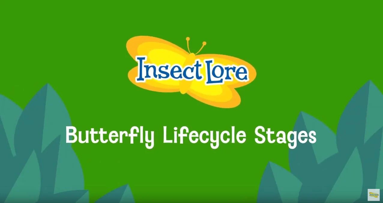Painted Lady Butterfly Life Cycle Stages - Image 3