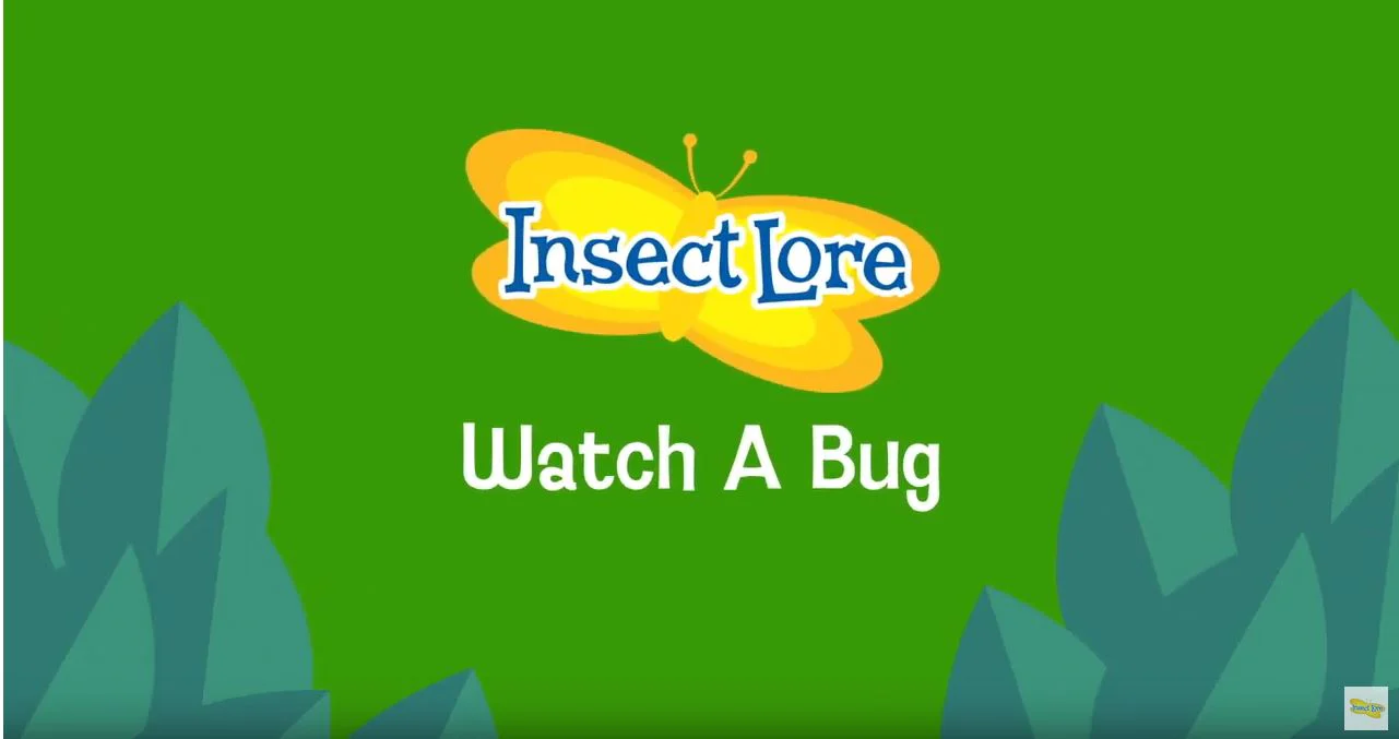 Watch A Bug - Image 3